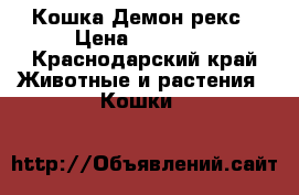 Кошка Демон рекс › Цена ­ 15 000 - Краснодарский край Животные и растения » Кошки   